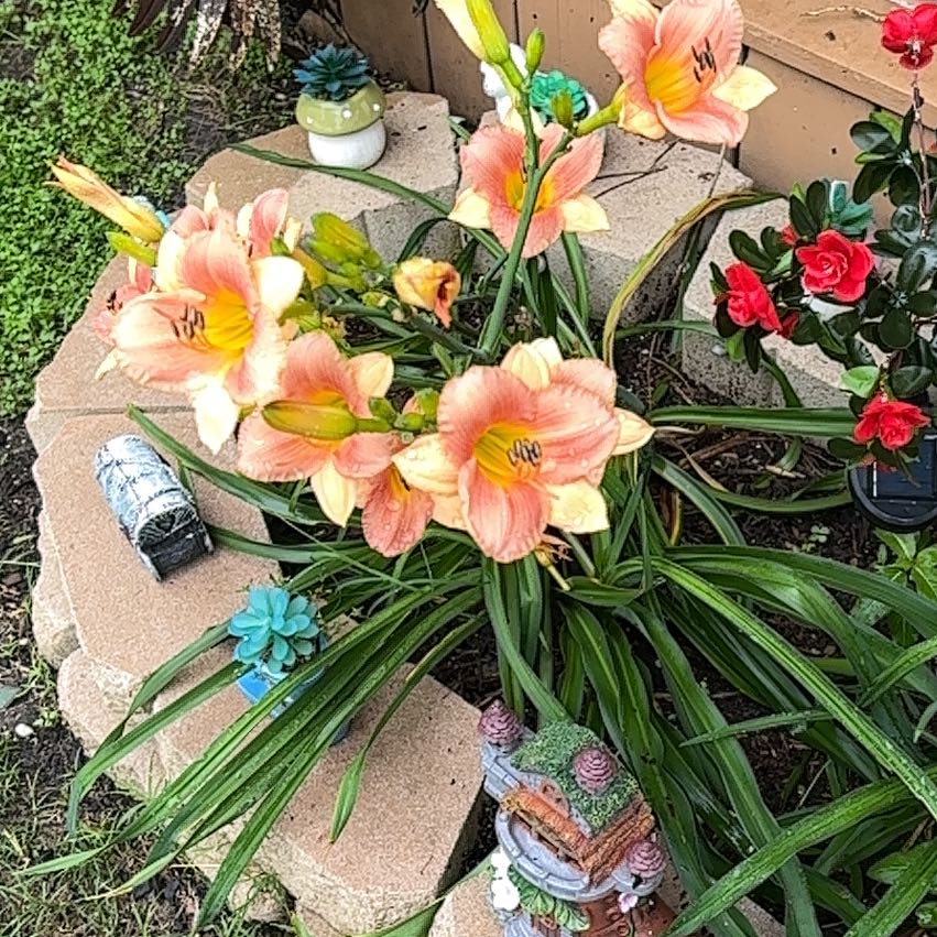 Photo of the plant species Ditch Lily by @NonpareilBetel3 named Messi on Greg, the plant care app