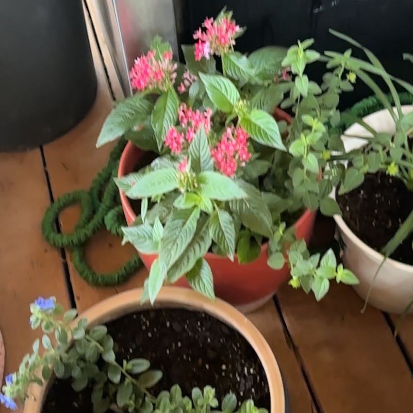Photo of the plant species Egyptian Starcluster by @NonpareilBetel3 named Diana on Greg, the plant care app