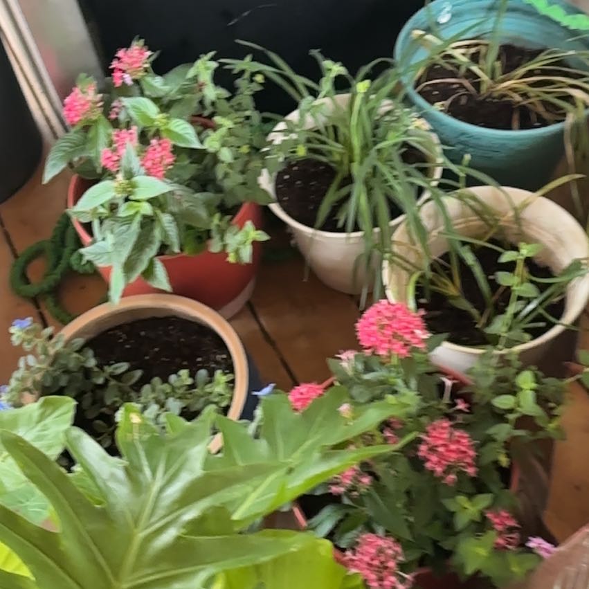 Photo of the plant species Shrimp Plant by @NonpareilBetel3 named Demi on Greg, the plant care app
