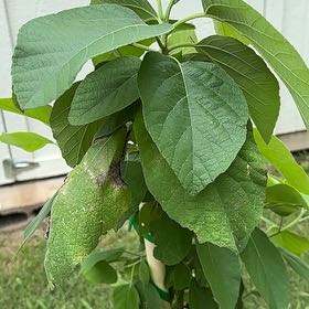 Photo of the plant species Mexican-Olive by @NonpareilBetel3 named Anne on Greg, the plant care app