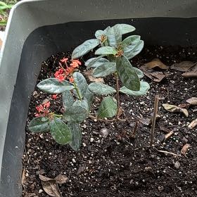 Photo of the plant species Feijoa by @NonpareilBetel3 named Spike Leaves on Greg, the plant care app