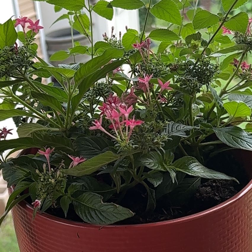 Photo of the plant species Egyptian Starcluster by @NonpareilBetel3 named Doja Cat on Greg, the plant care app