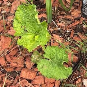 Photo of the plant species Garlic Mustard by @NonpareilBetel3 named Taylor Swift on Greg, the plant care app