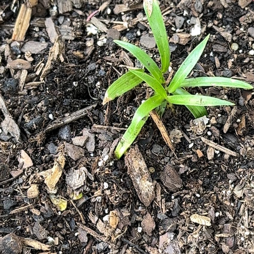 Photo of the plant species Orchid by @NonpareilBetel3 named Sage on Greg, the plant care app