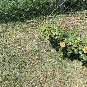 Photo of the plant species Beach Strawberry by @NonpareilBetel3 named Madonna on Greg, the plant care app
