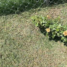 Photo of the plant species Beach Strawberry by @NonpareilBetel3 named Marley on Greg, the plant care app