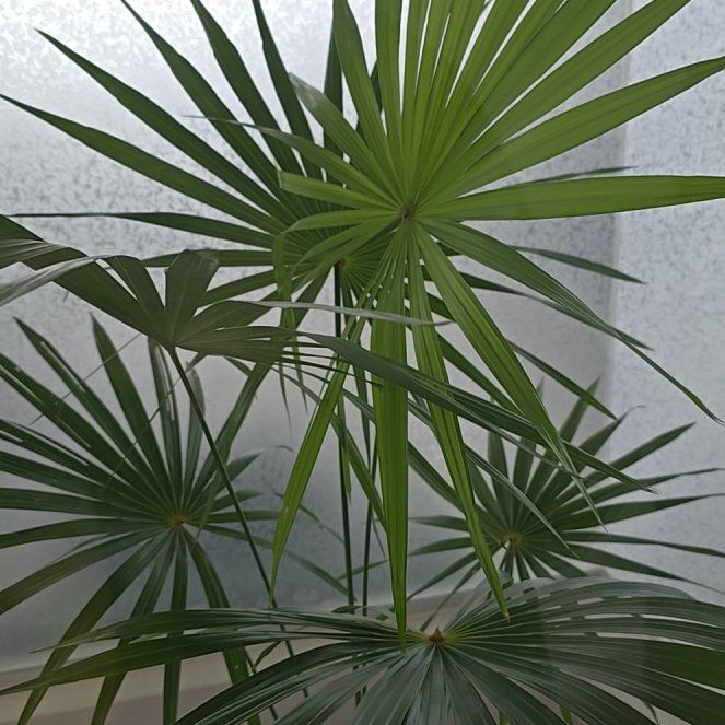 Photo of the plant species Florida Thatch Palm by @IconBlackgem69 named Madonna on Greg, the plant care app