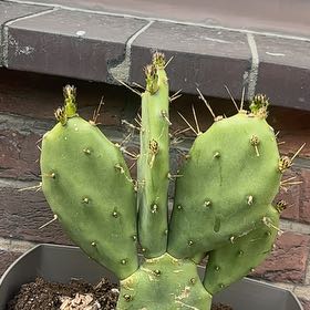 Photo of the plant species Erect Prickly Pear by @KnightMakura41 named Planty on Greg, the plant care app
