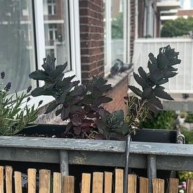 Photo of the plant species Purple Emperor Sedum by @KnightMakura41 named Sherlock on Greg, the plant care app