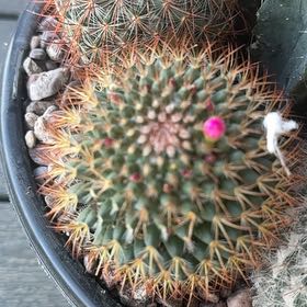Photo of the plant species Rainbow Pincushion by @TastyRichweed65 named Sigmund on Greg, the plant care app