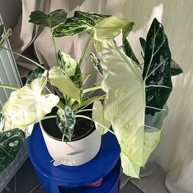 Photo of the plant species Variegated Alocasia frydek by @IdolFuscia11 named Scarlett on Greg, the plant care app