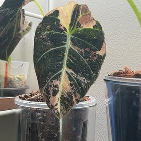 Photo of the plant species Alocasia Black Velvet Pink Variegated by @IdolFuscia11 named Zeus on Greg, the plant care app