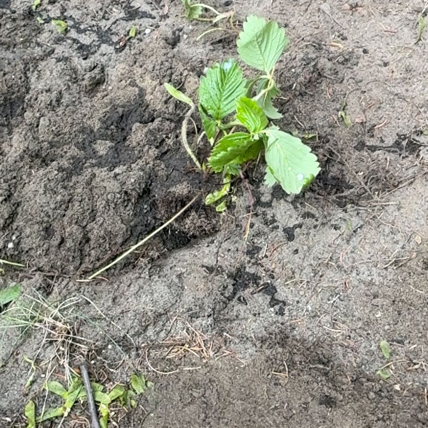 Photo of the plant species American Elm by @Liongamespl named Stasiek on Greg, the plant care app