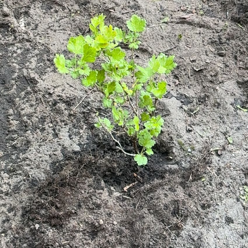 Photo of the plant species Gooseberry by @Liongamespl named Baśka on Greg, the plant care app