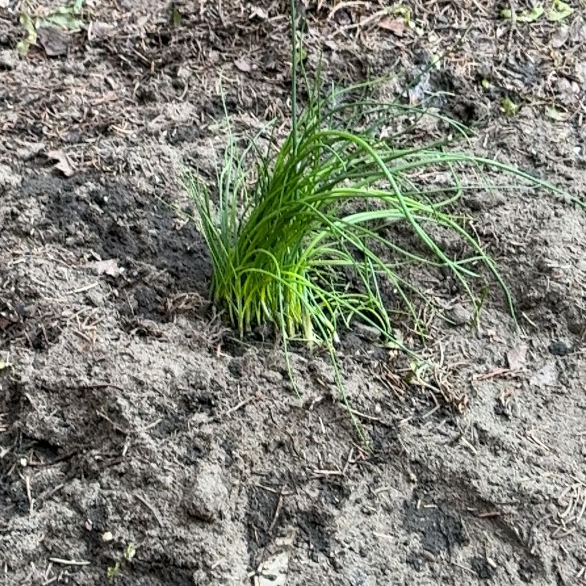 Photo of the plant species Crow Garlic by @Liongamespl named Zygmunt on Greg, the plant care app