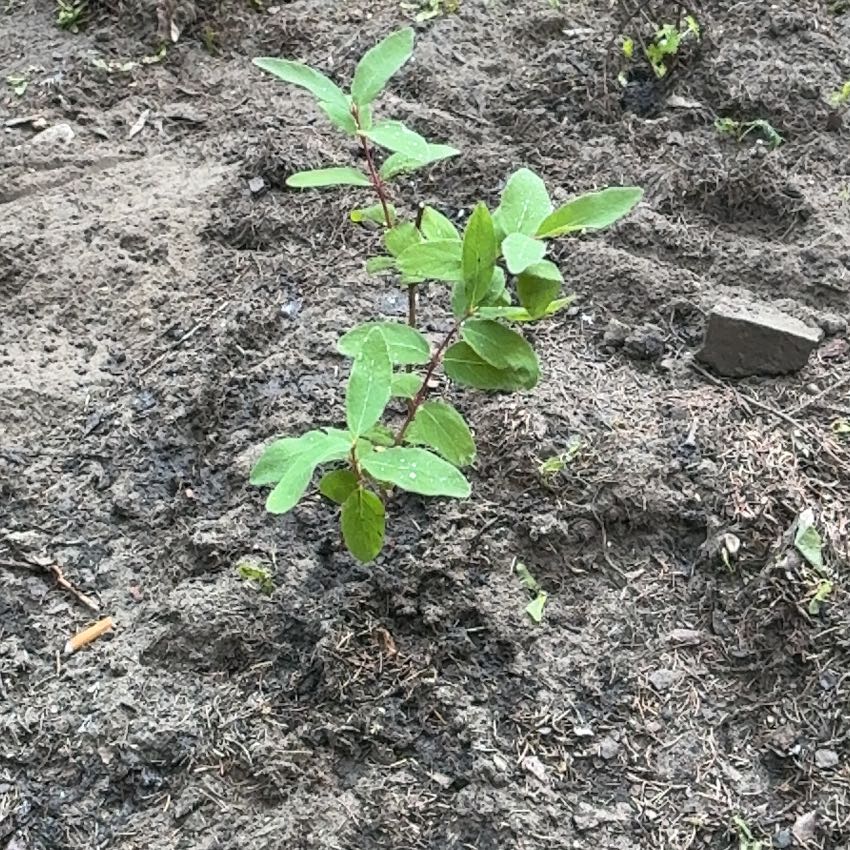 Photo of the plant species Indian Hemp by @Liongamespl named Lion on Greg, the plant care app