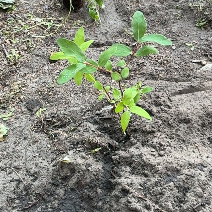 Photo of the plant species Carolina Allspice by @Liongamespl named Policjantek on Greg, the plant care app