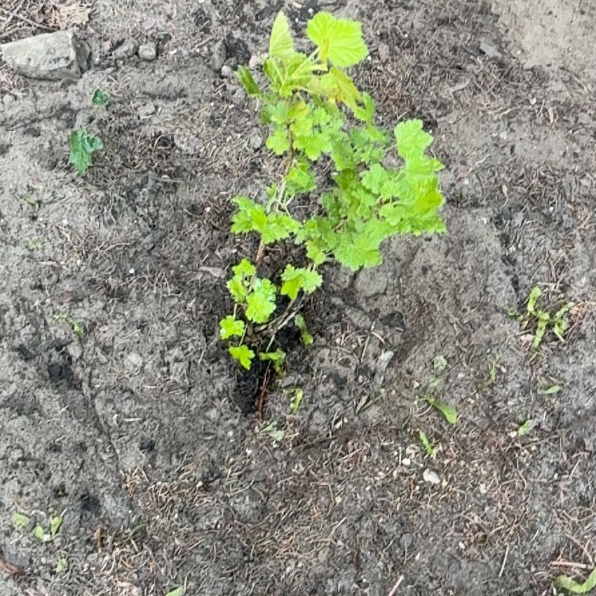 Photo of the plant species Gooseberry by @Liongamespl named Wall-E on Greg, the plant care app