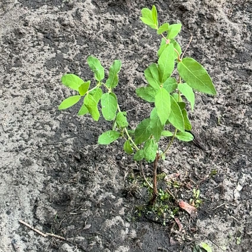 Photo of the plant species Japanese Honeysuckle by @Liongamespl named Zenek on Greg, the plant care app