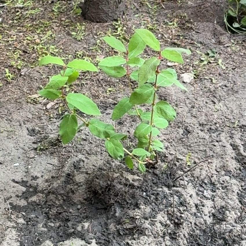 Photo of the plant species Salal by @Liongamespl named Biznesmen on Greg, the plant care app
