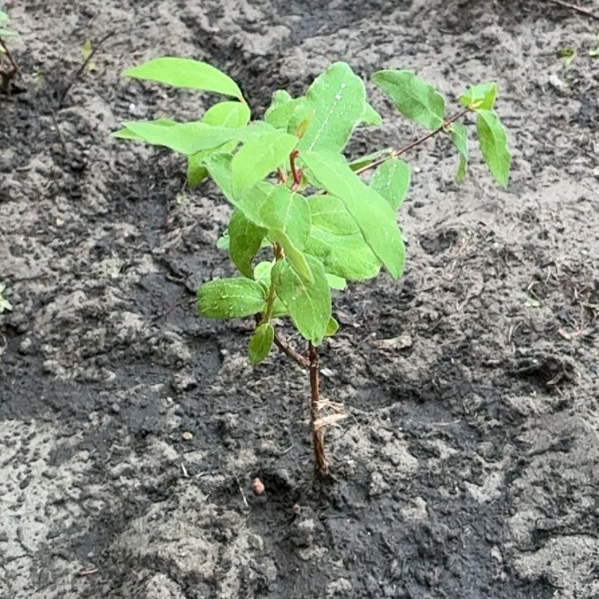 Photo of the plant species Indian Hemp by @Liongamespl named Prawnik on Greg, the plant care app