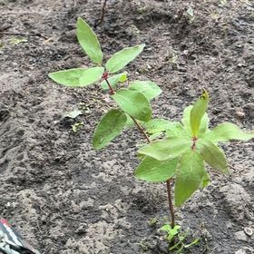 Photo of the plant species Indian Hemp by @Liongamespl named Kleks on Greg, the plant care app