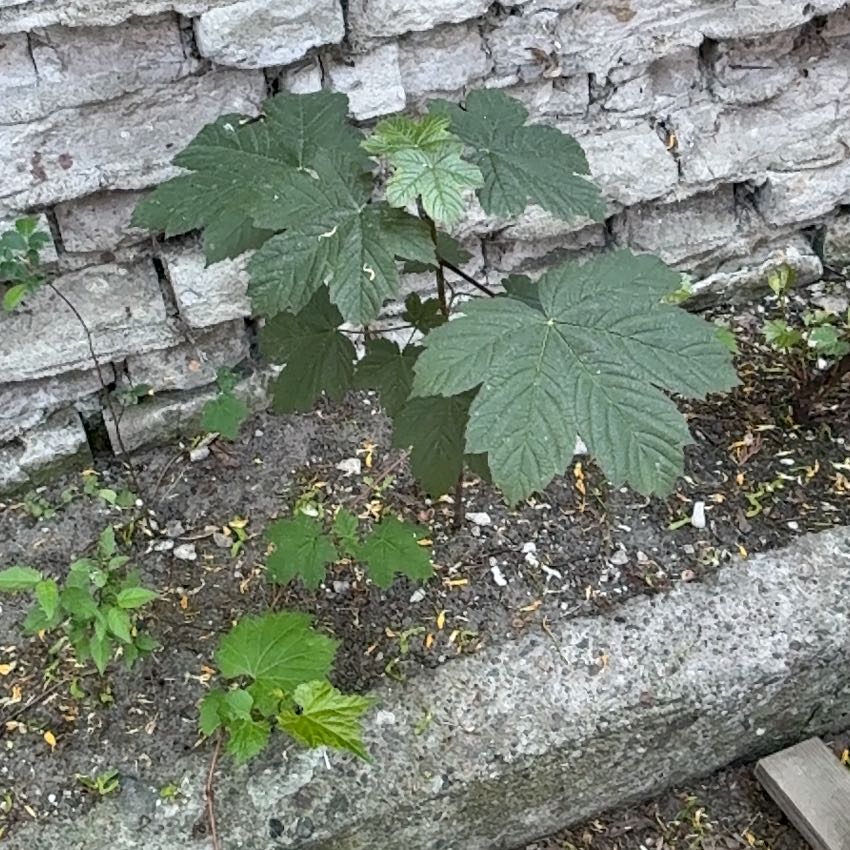 Photo of the plant species Crabweed by @Liongamespl named Seniorek on Greg, the plant care app