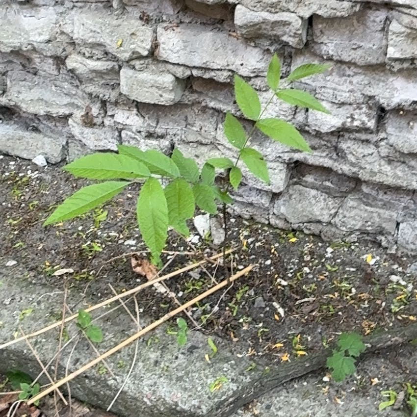 Photo of the plant species Siberian Elm by @Liongamespl named Kawka on Greg, the plant care app