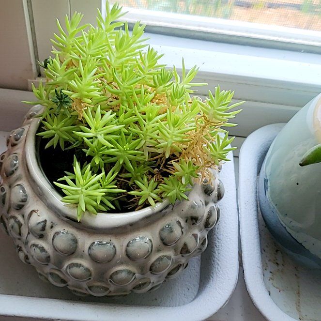 Photo of the plant species Annual Stonecrop by @VastPinkpoui20 named Stony on Greg, the plant care app