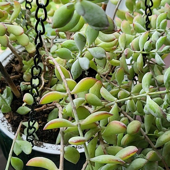 Photo of the plant species Cliff Cotyledon by @VastPinkpoui20 named Coty on Greg, the plant care app