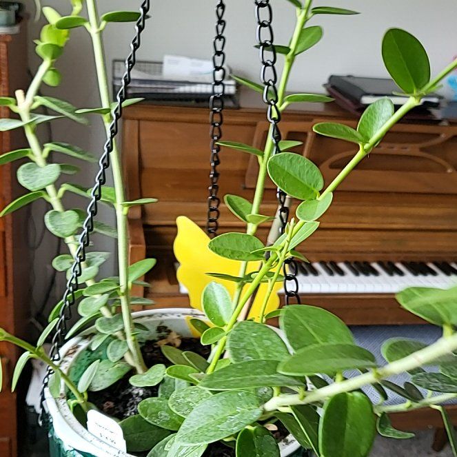 Photo of the plant species Bush Hoya by @VastPinkpoui20 named Hoya on Greg, the plant care app