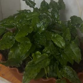 Photo of the plant species Little White Soldiers by @SassyRedfir31 named Lebron on Greg, the plant care app