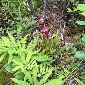 Photo of the plant species Purple Pitcher Plant by @EspecialTawa named Muhammad Ali on Greg, the plant care app