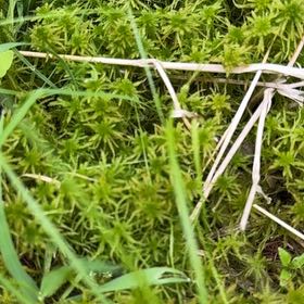 Photo of the plant species Spiky Bog-Moss by @EspecialTawa named Dax on Greg, the plant care app