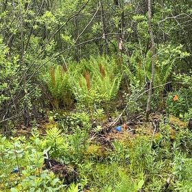 Photo of the plant species Cinnamon Fern by @EspecialTawa named Xena on Greg, the plant care app