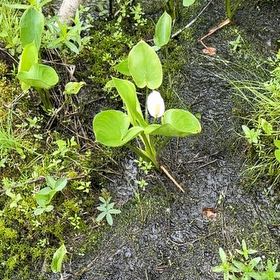 Photo of the plant species Bog Arum by @EspecialTawa named Duke on Greg, the plant care app