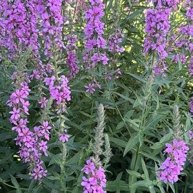 Photo of the plant species Purple Loosestrife by @EspecialTawa named Elina on Greg, the plant care app