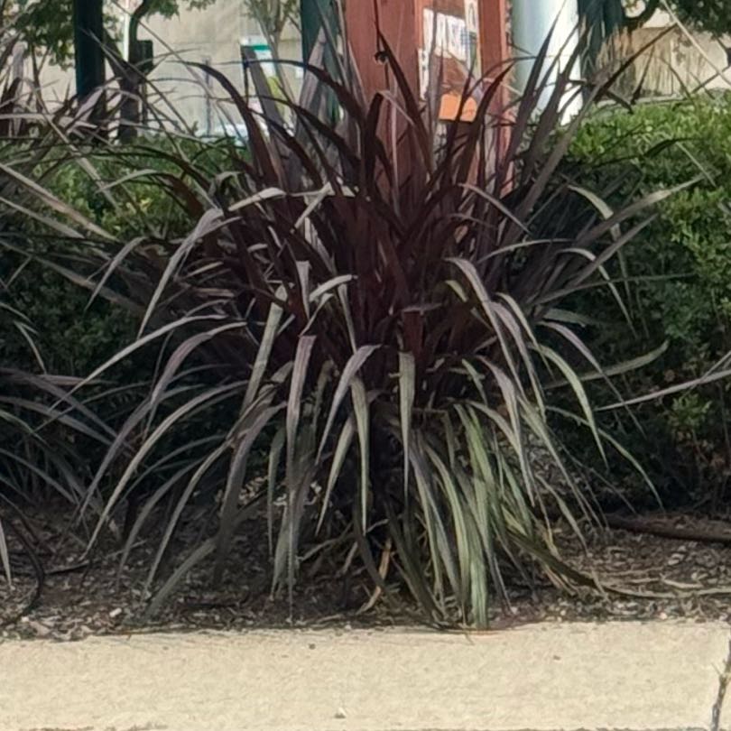 Photo of the plant species Pampas Grass by @EspecialTawa named Elle on Greg, the plant care app