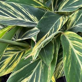 Photo of the plant species Variegated Shell Ginger by @EspecialTawa named Sproutacus on Greg, the plant care app