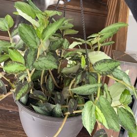 Photo of the plant species Pellionia by @HardyRedlog37 named Sir Plancelot on Greg, the plant care app