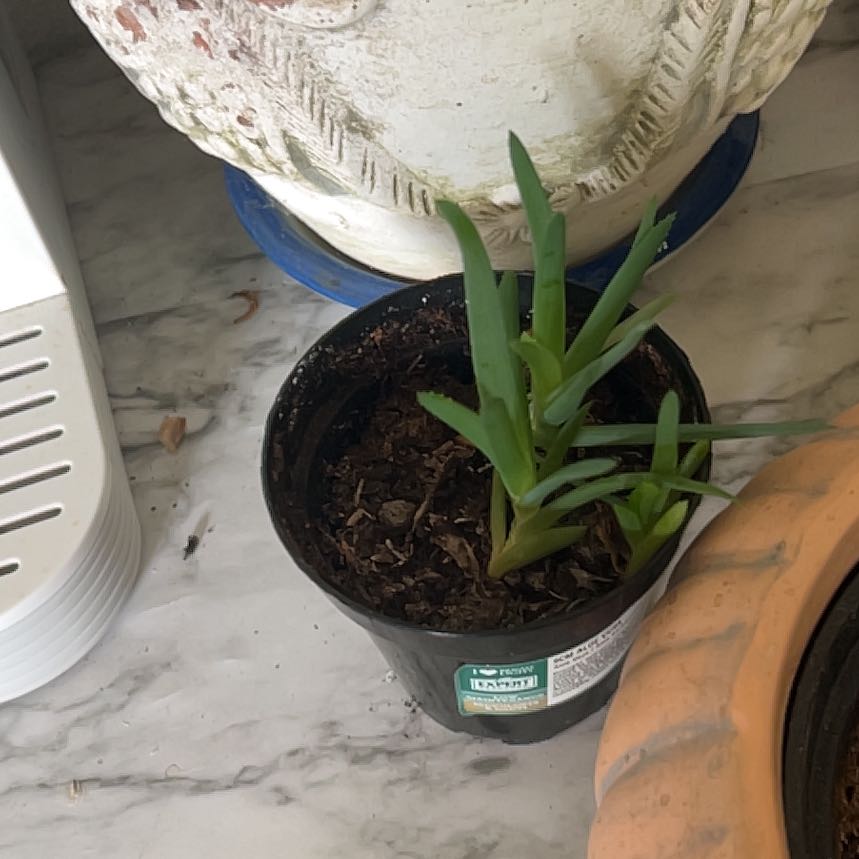 Photo of the plant species Hottentot Fig by @ElderDuskyonion named Harper on Greg, the plant care app