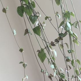 Photo of the plant species String Of Arrows by @ElderDuskyonion named Valentine on Greg, the plant care app