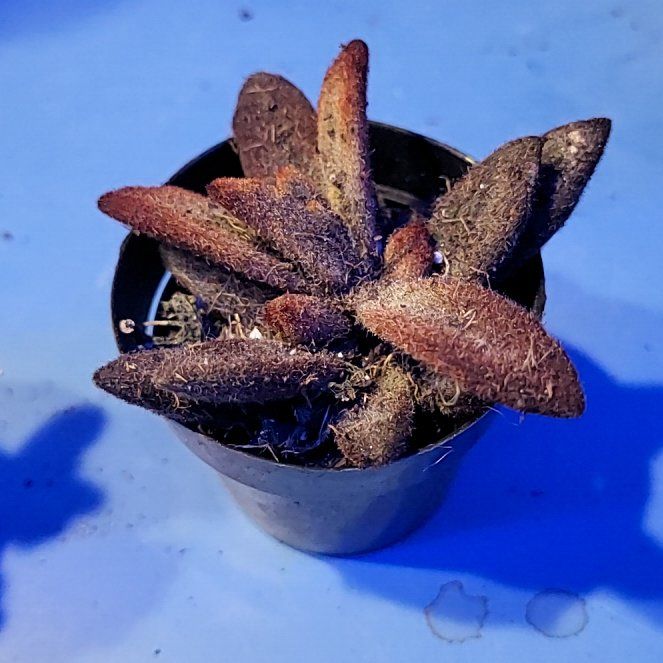 Photo of the plant species Leatherleaf by @VipHeather5 named Kylie on Greg, the plant care app
