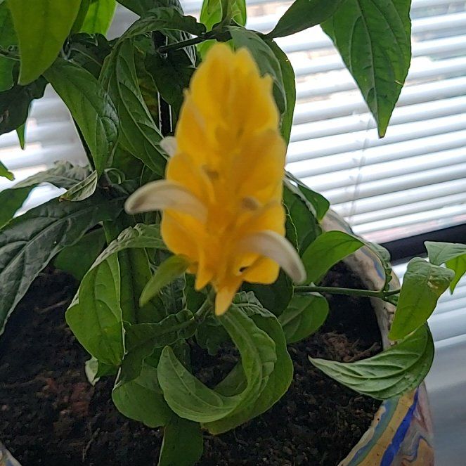 Photo of the plant species Lollipop Plant by @VipHeather5 named Achilles on Greg, the plant care app