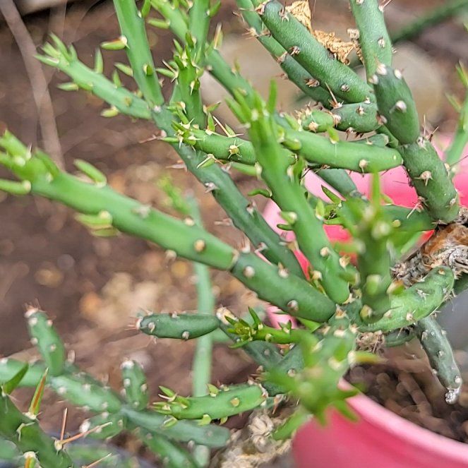 Photo of the plant species Desert Christmas Cactus by @VipHeather5 named Beyonce on Greg, the plant care app