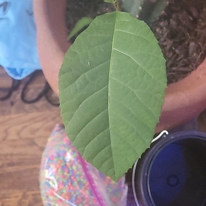 Photo of the plant species Pignut Hickory by @VipHeather5 named Michelle Branch on Greg, the plant care app