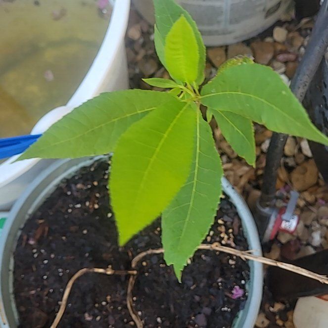 Photo of the plant species Pecan by @VipHeather5 named Curie on Greg, the plant care app