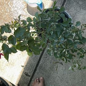 Photo of the plant species Flinders Rose by @CourtlyOmnom61 named Dax on Greg, the plant care app