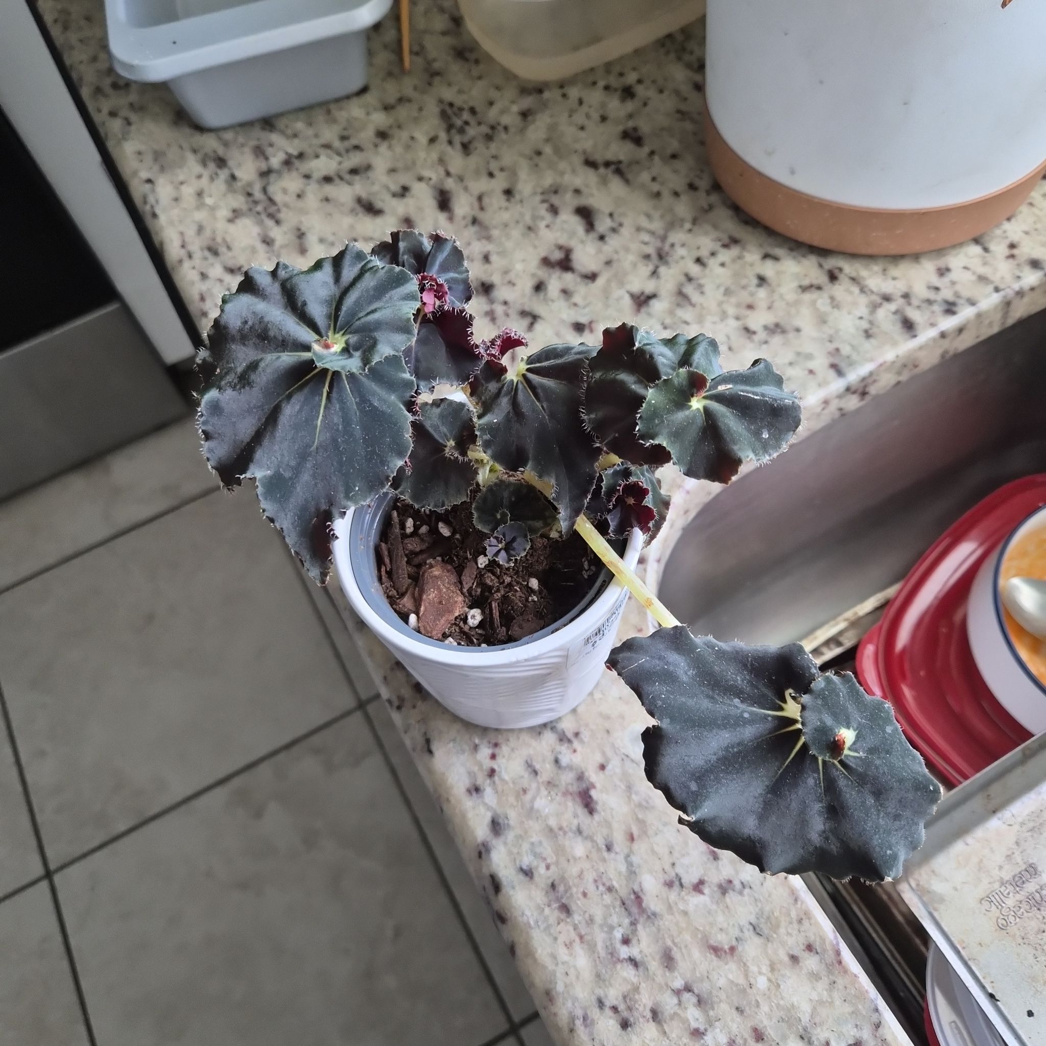 Photo of the plant species Begonia 'Black Mamba' by @AssuringBanana named Willow on Greg, the plant care app