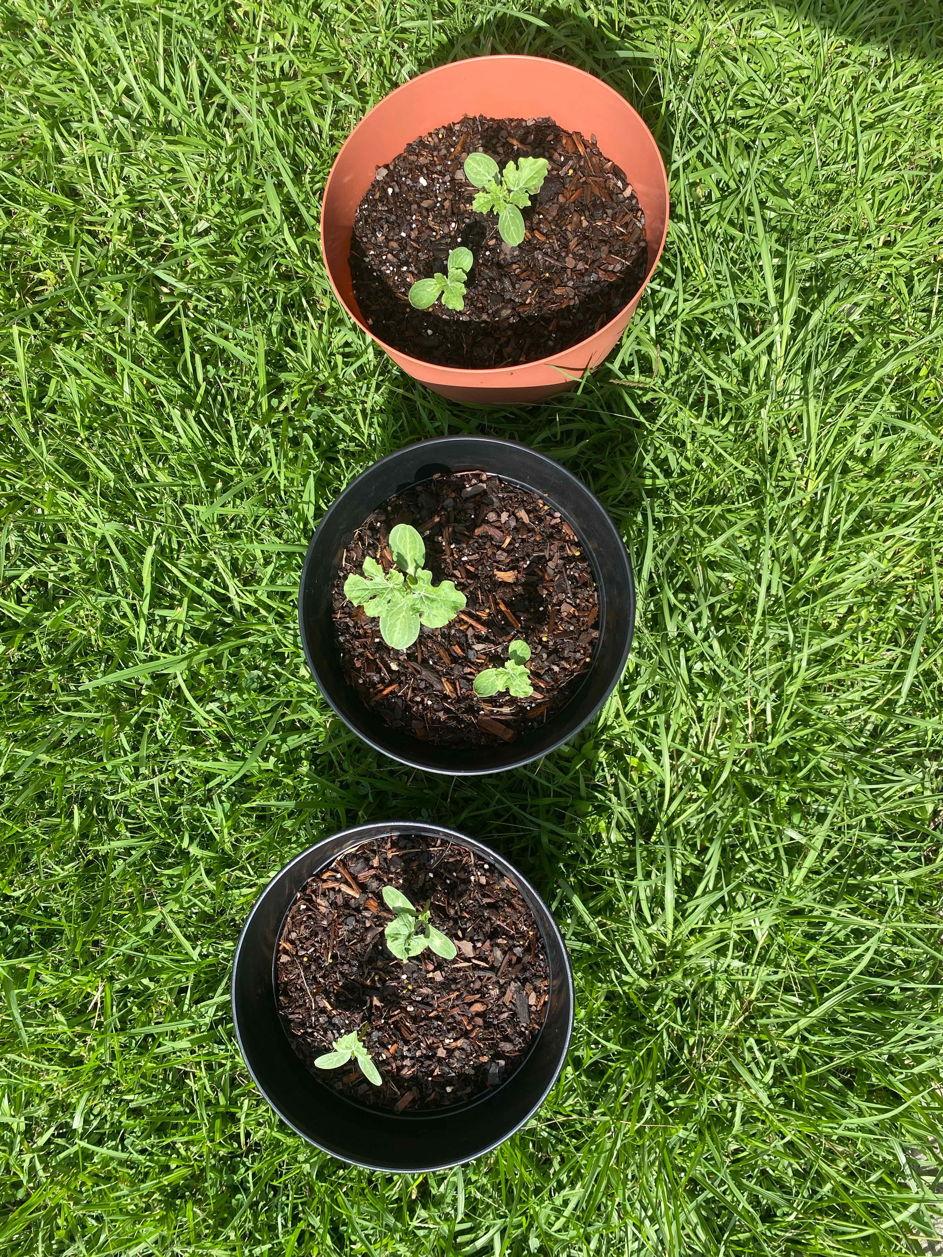 Photo of the plant species Sugar Baby Watermelon by @TotallyMoss named Prince on Greg, the plant care app